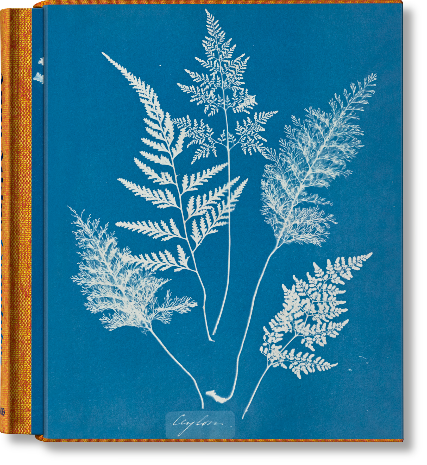 Anna Atkins. Cyanotypes (German, French, English) (FFE)-TASCHEN America-Idlewild