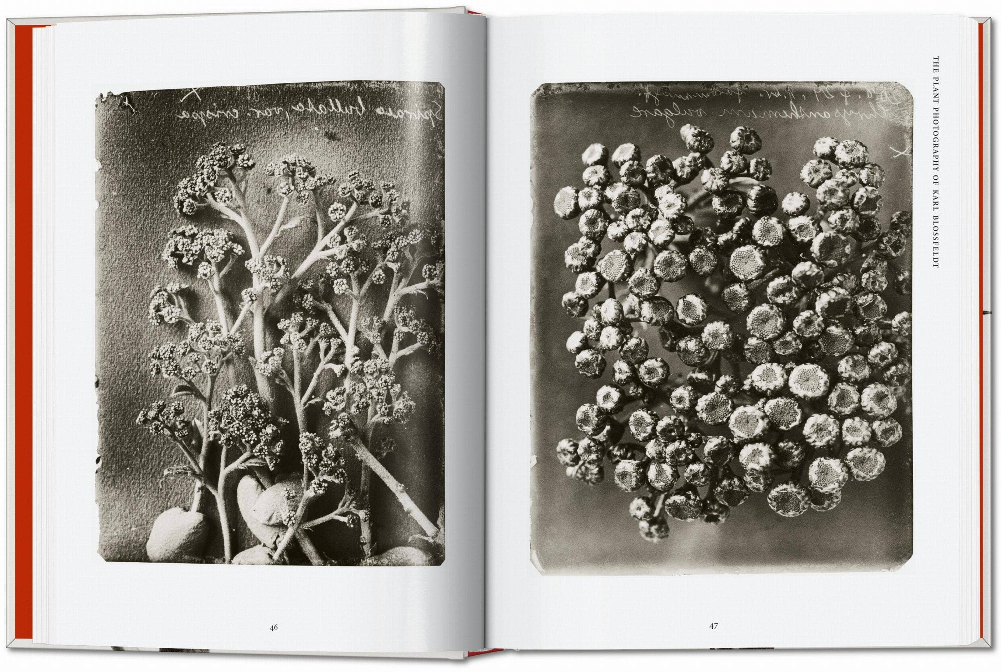 Karl Blossfeldt. The Complete Published Work. 45th Ed. (German, French, English) by Taschen-Home-TASCHEN America-Idlewild