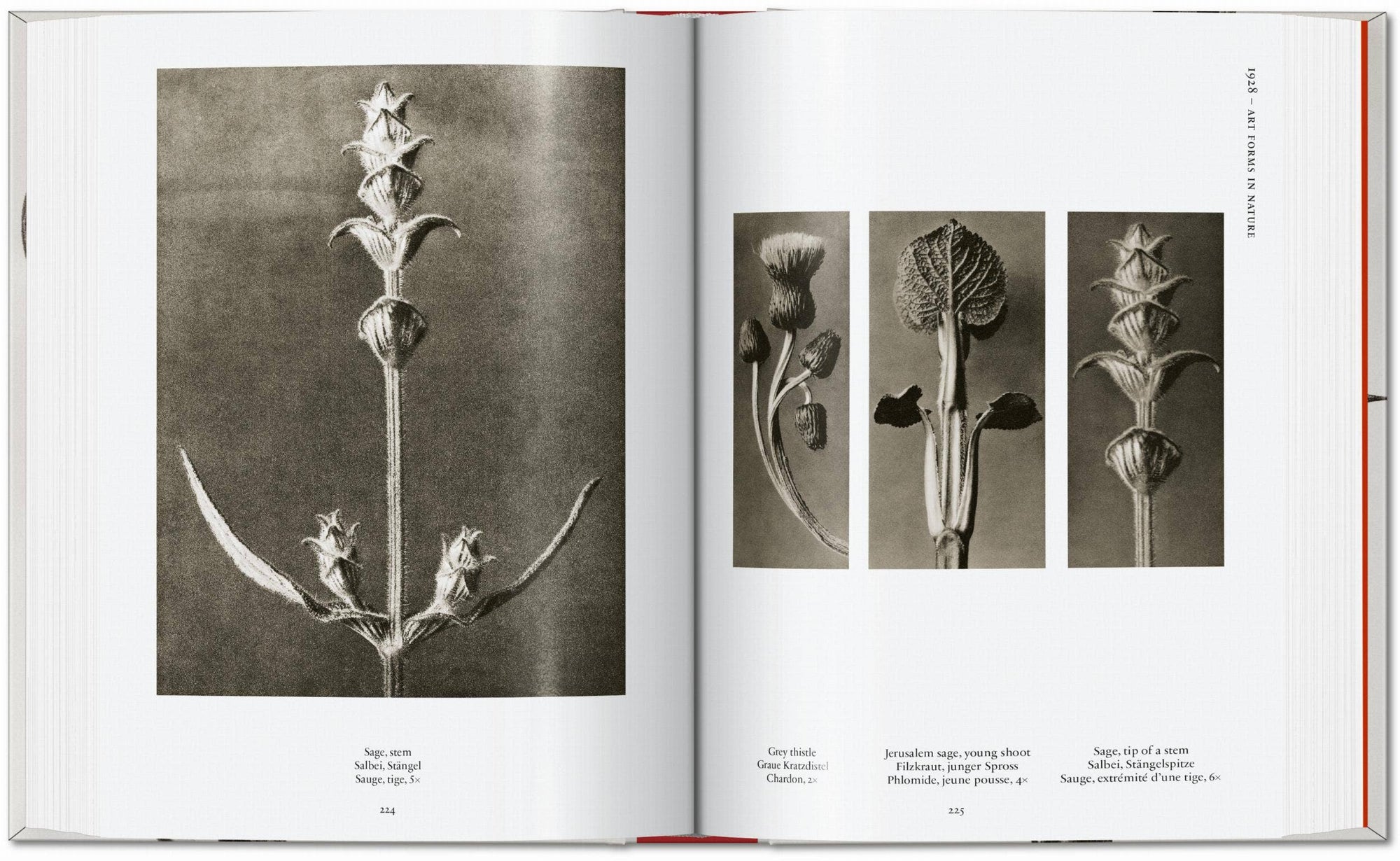 Karl Blossfeldt. The Complete Published Work. 45th Ed. (German, French, English) by Taschen-Home-TASCHEN America-Idlewild